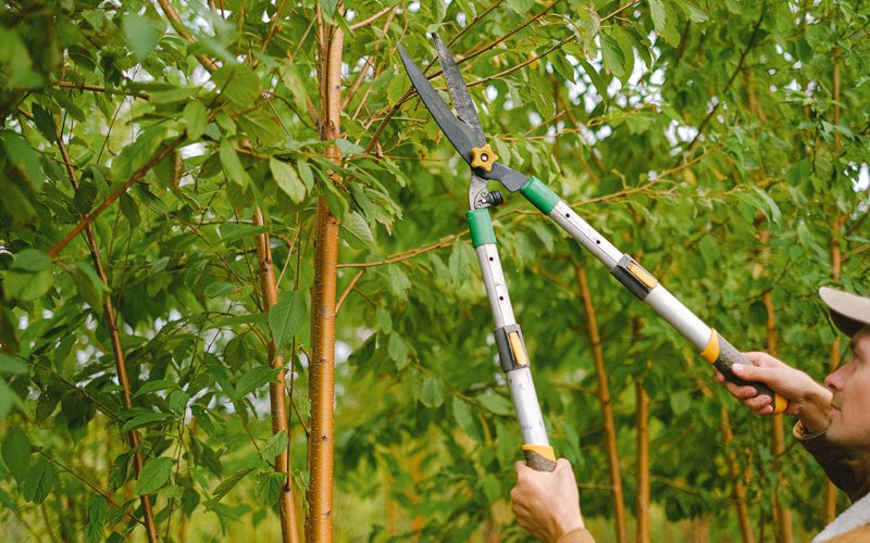 Tree trimming in Myerstown, PA